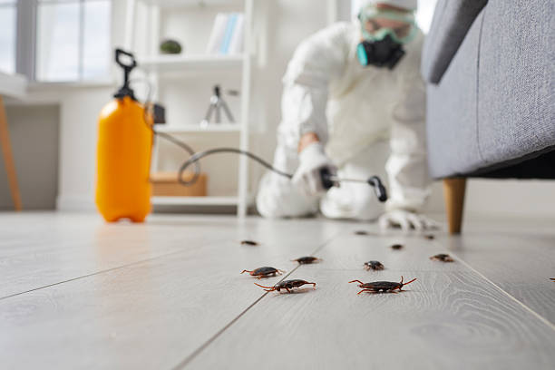 Post-Treatment Bed Bug Interceptor Monitoring in Yakima